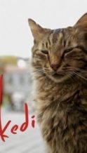 Nonton Film Kedi (2017) Subtitle Indonesia Streaming Movie Download