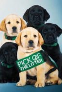 Layarkaca21 LK21 Dunia21 Nonton Film Pick of the Litter (2019) Subtitle Indonesia Streaming Movie Download