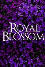 Royal Blossom (2021)