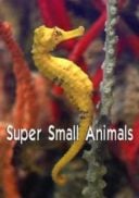 Layarkaca21 LK21 Dunia21 Nonton Film Super Small Animals (2017) Subtitle Indonesia Streaming Movie Download