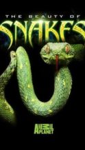 Nonton Film The Beauty of Snakes (2003) Subtitle Indonesia Streaming Movie Download