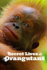 Poster Film Secret Lives of Orangutans (2024)