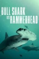 Layarkaca21 LK21 Dunia21 Nonton Film Bull Shark vs. Hammerhead (2023) Subtitle Indonesia Streaming Movie Download