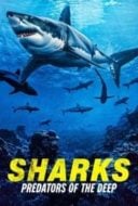 Layarkaca21 LK21 Dunia21 Nonton Film Sharks: Predators of the Deep (2024) Subtitle Indonesia Streaming Movie Download