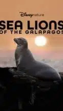 Nonton Film Sea Lions of the Galapagos (2025) Subtitle Indonesia Streaming Movie Download