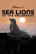 Layarkaca21 LK21 Dunia21 Nonton Film Sea Lions of the Galapagos (2025) Subtitle Indonesia Streaming Movie Download Layarkaca21 LK21 Dunia21 Nonton Film Sea Lions of the Galapagos (2025) Subtitle Indonesia Streaming Movie Download