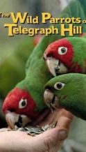 Nonton Film The Wild Parrots of Telegraph Hill (2003) Subtitle Indonesia Streaming Movie Download