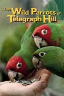 Layarkaca21 LK21 Dunia21 Nonton Film The Wild Parrots of Telegraph Hill (2003) Subtitle Indonesia Streaming Movie Download