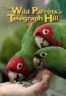 Layarkaca21 LK21 Dunia21 Nonton Film The Wild Parrots of Telegraph Hill (2003) Subtitle Indonesia Streaming Movie Download
